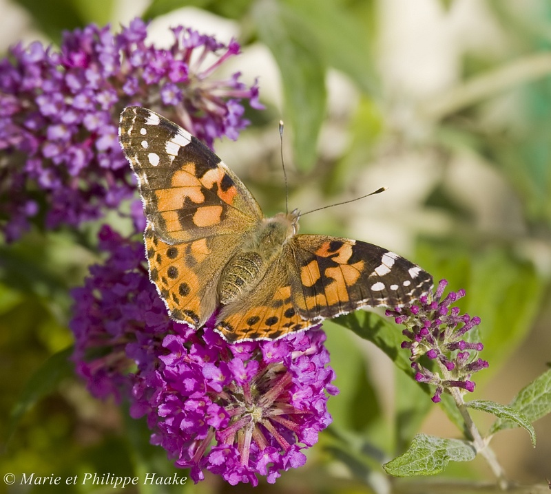 Belle Dame 0313_wm.jpg - Belle dame sur un buddleia (Ermitage, Genève, Suisse)